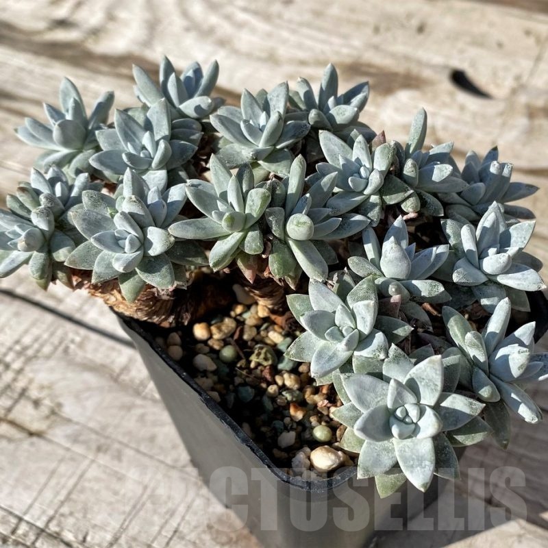 SH24601 Dudleya gnoma