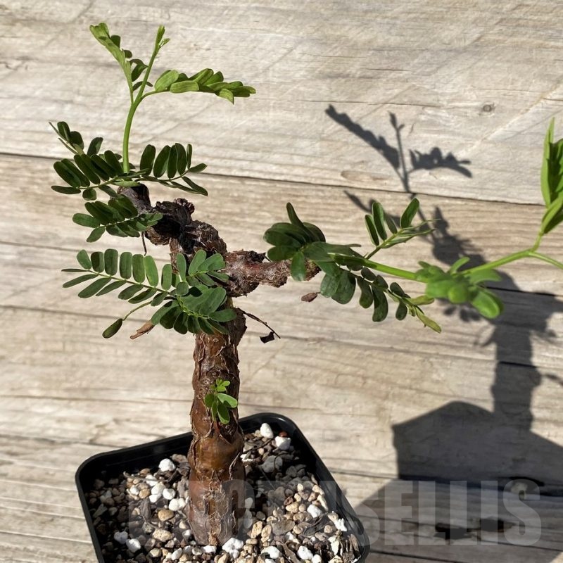 SH24602 Senna meridionalis