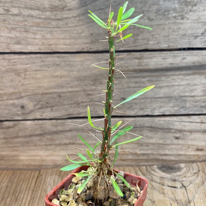 SH24487 Fouquieria purpusii