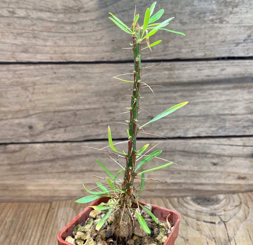 SH24487 Fouquieria purpusii