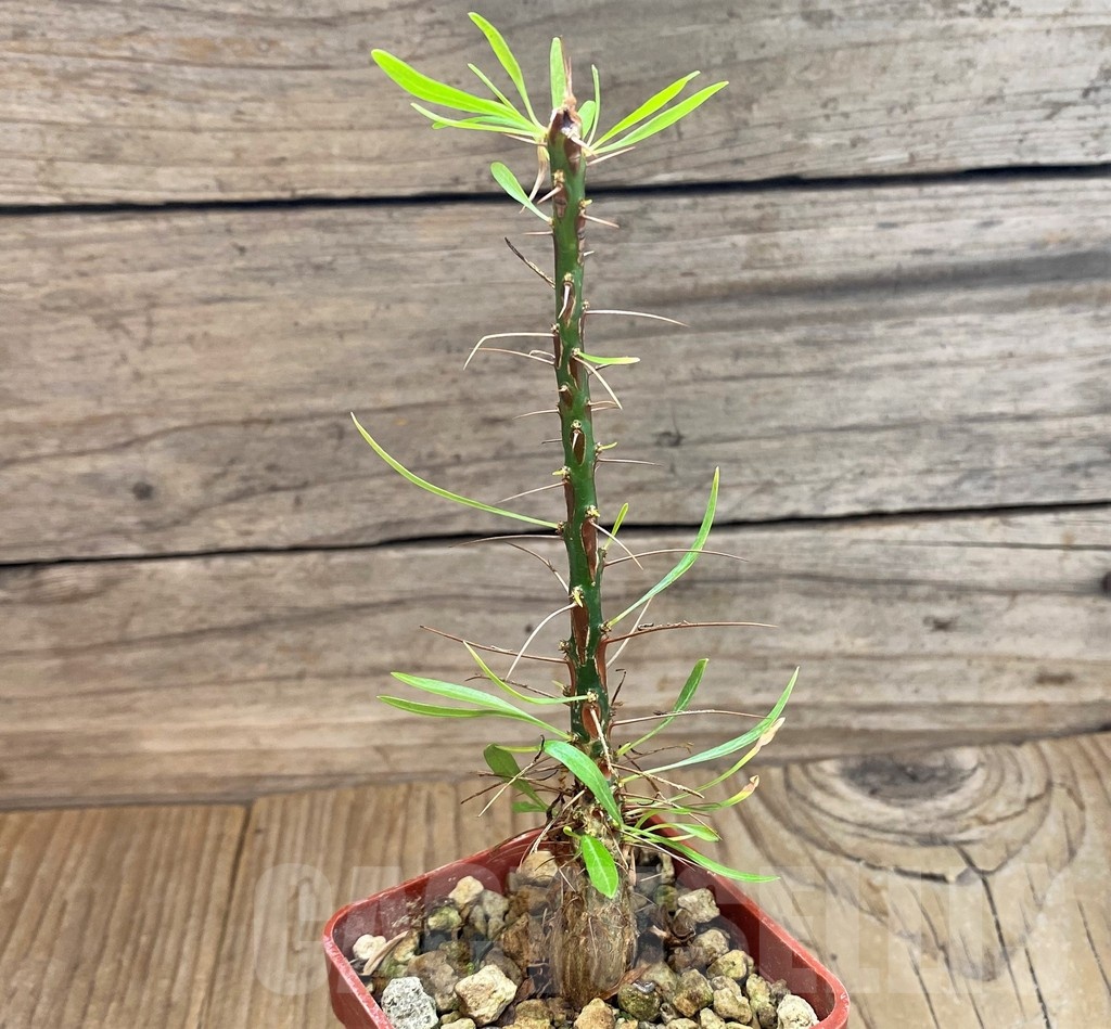 SH24487 Fouquieria purpusii - Image 2