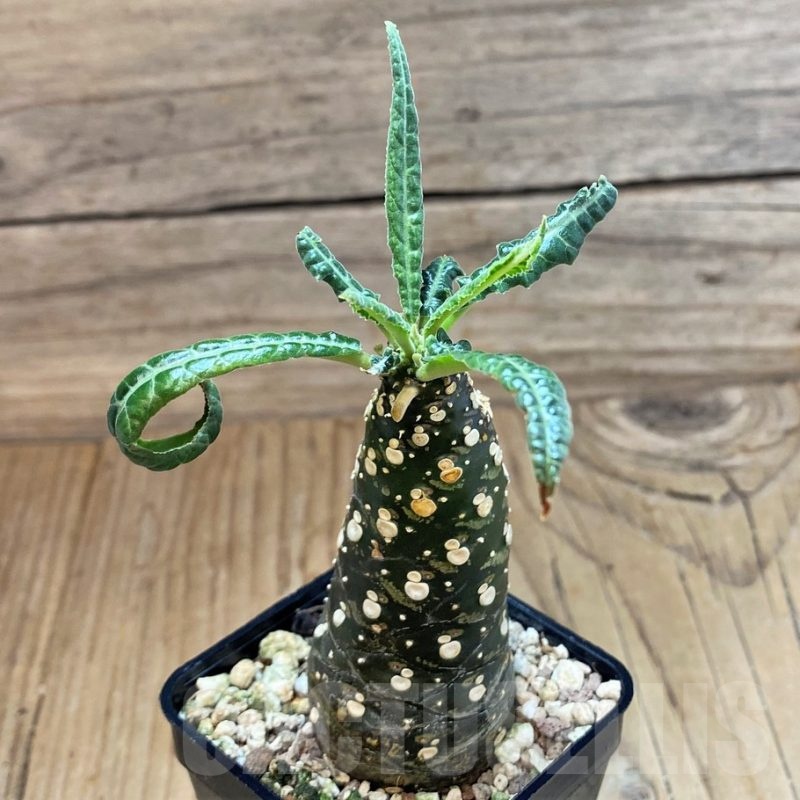 SH24603 Dorstenia lancifolia