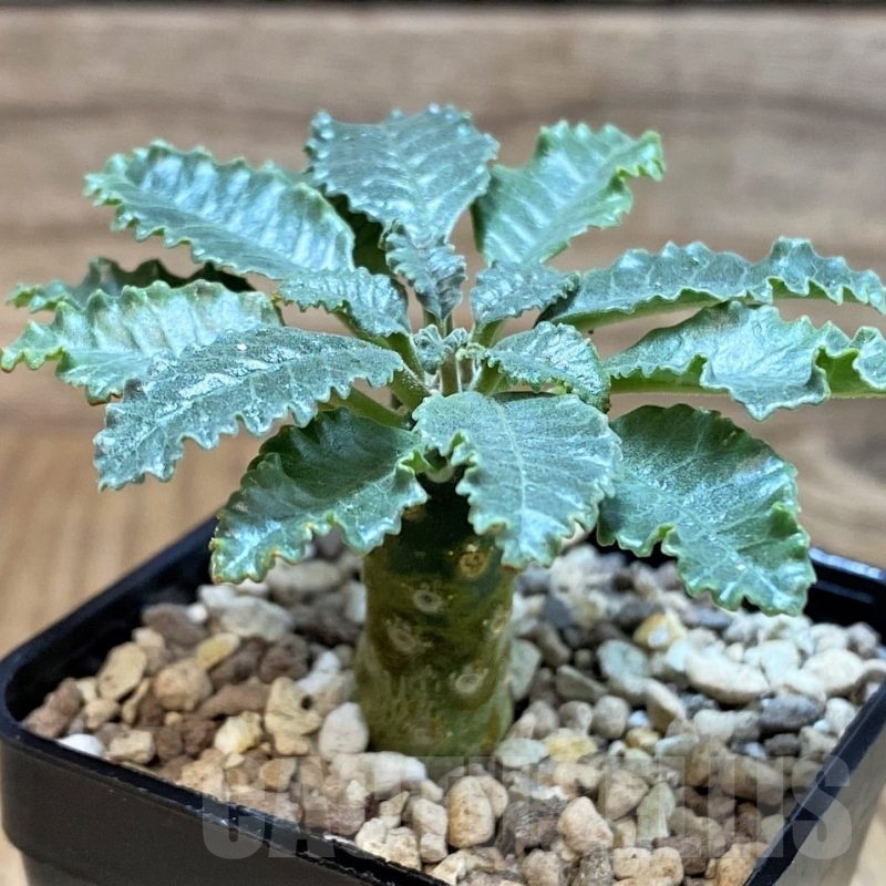 SH24604 Dorstenia lavrani
