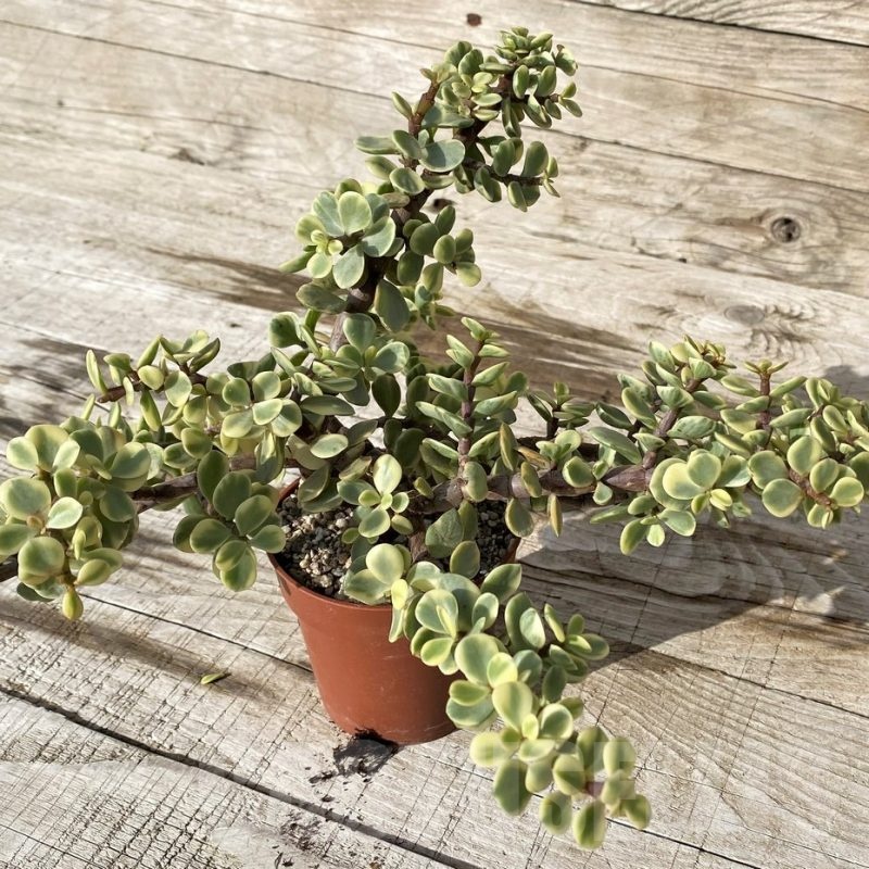 SH24559 Portulacaria afra f. variegata