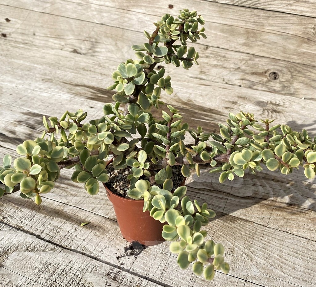 SH24559 Portulacaria afra f. variegata