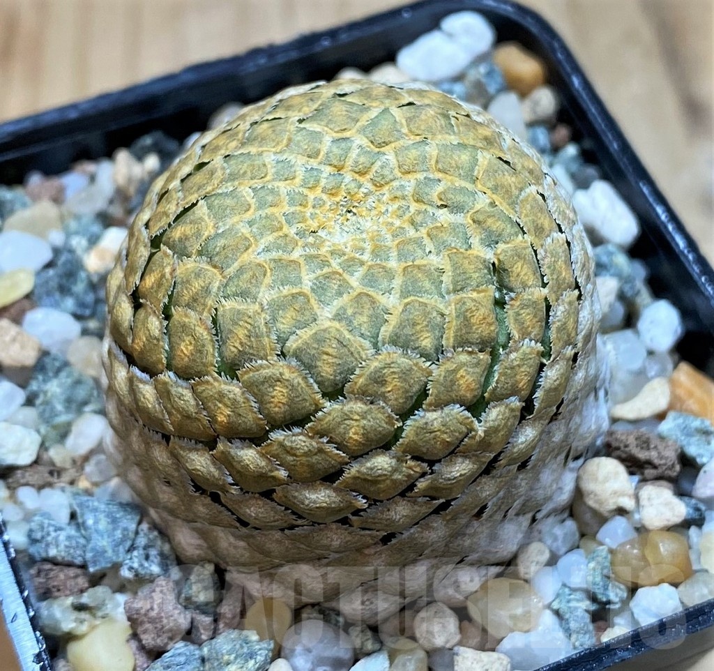 SH24606 Euphorbia piscidermis - Image 2