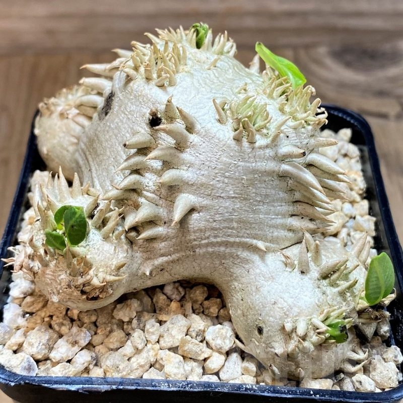 SH24607 Pachypodium brevicaule, own roots