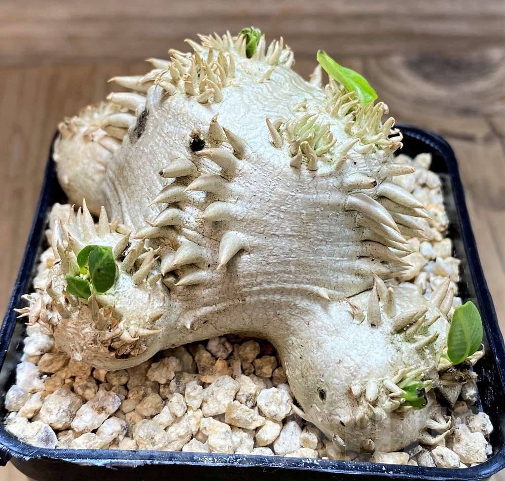 SH24607 Pachypodium brevicaule, own roots