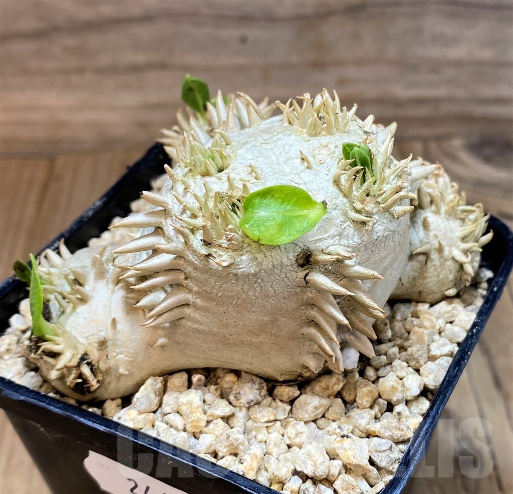 SH24607 Pachypodium brevicaule, own roots – Image 2