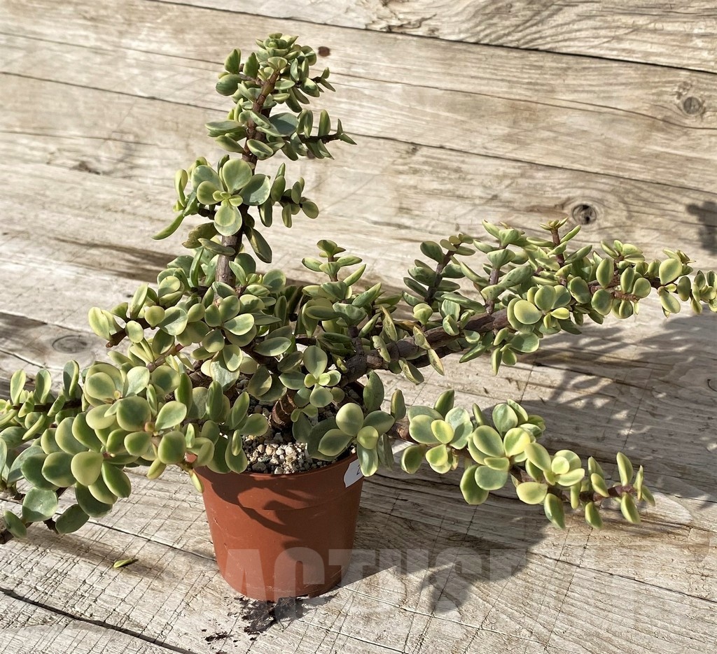 SH24559 Portulacaria afra f. variegata - Obrázek 2