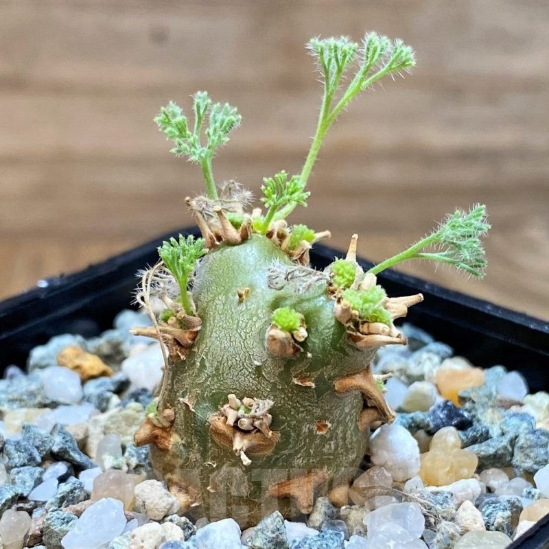 SH24608 Sarcocaulon peniculinum