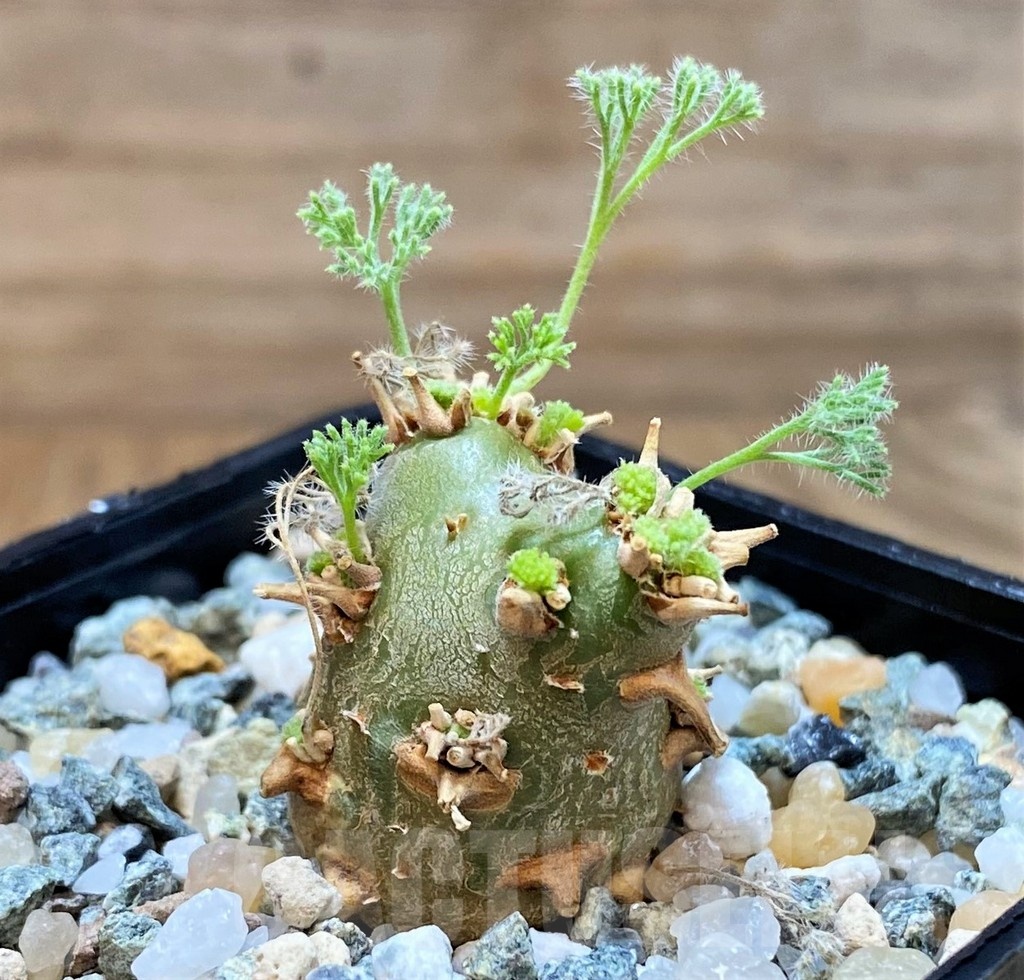 SH24608 Sarcocaulon peniculinum