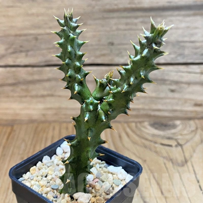 SH24609 Edithcolea grandis, seedling