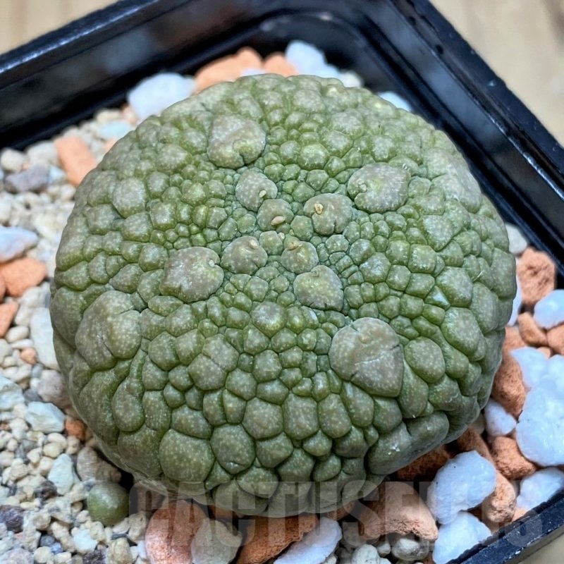 SH24610 Pseudolithos migiurtinus