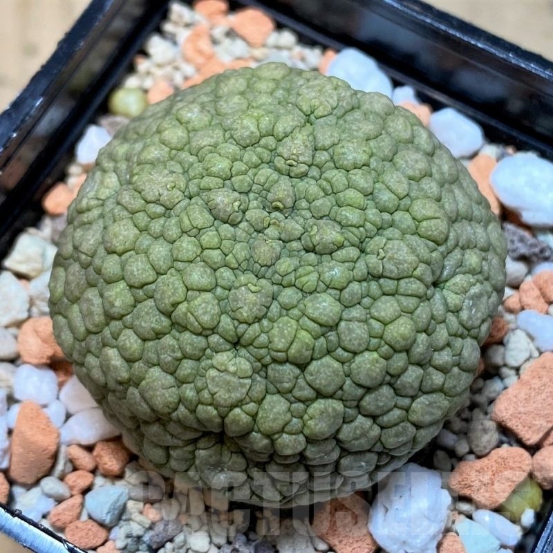 SH24611 Pseudolithos migiurtinus