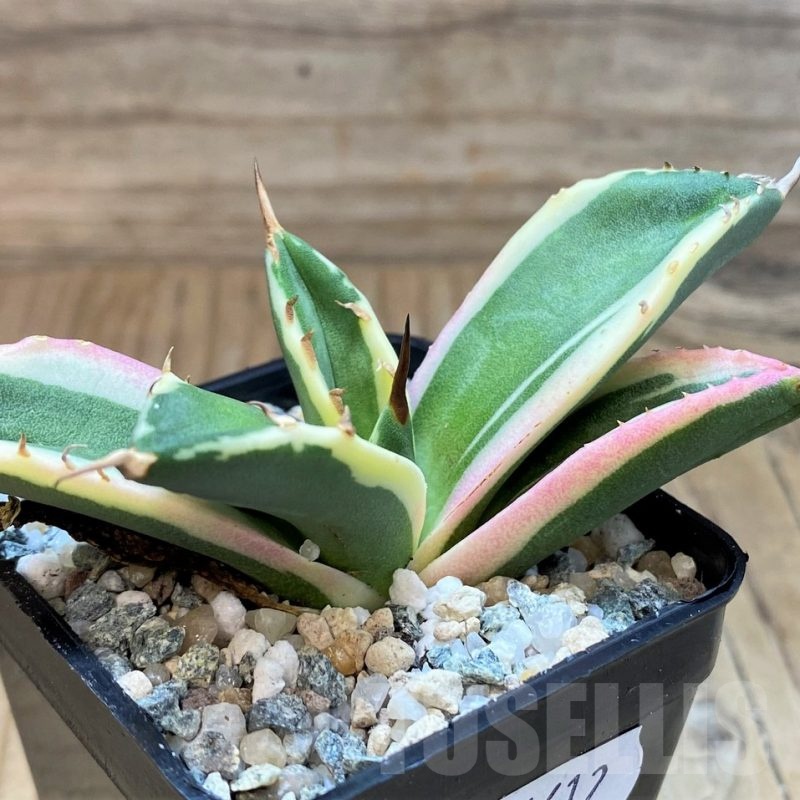 SH24612 Agave titanota ‘Snaggle Tooth’ f. variegata