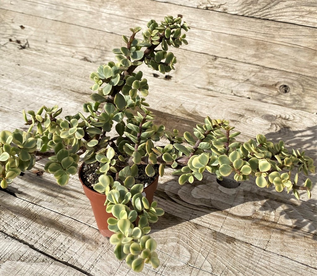 SH24559 Portulacaria afra f. variegata - Obrázek 3