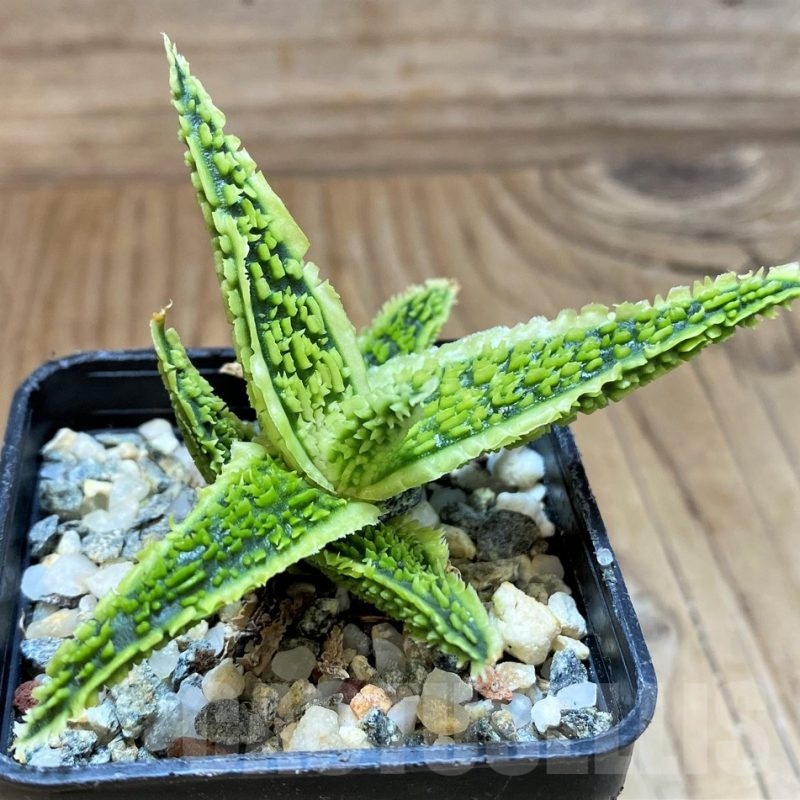 SH24613 Aloe TCT hybrid