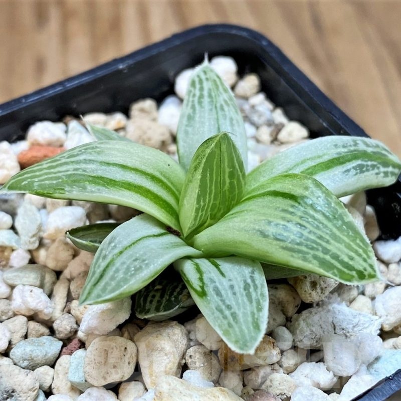 SH24614 Haworthia 'Milky way'