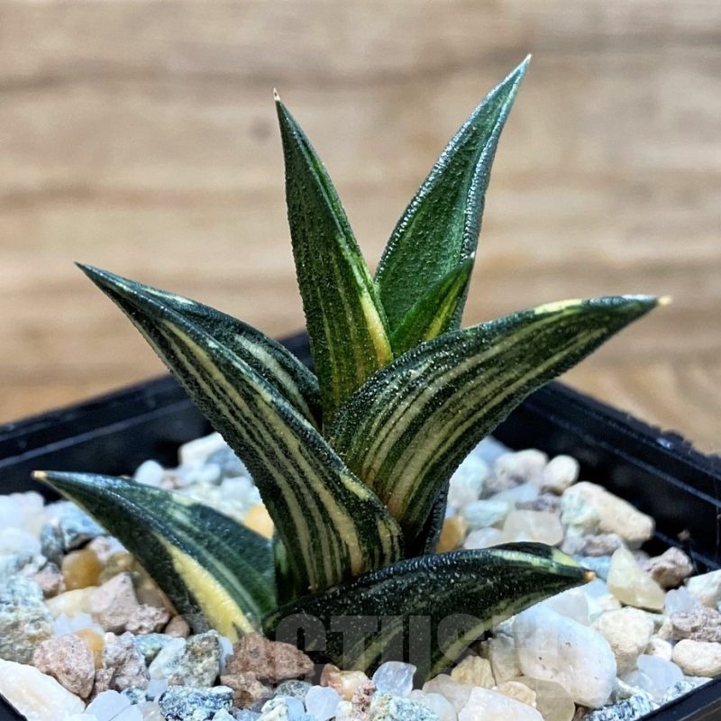 SH24615 Haworthia viscosa f. variegata