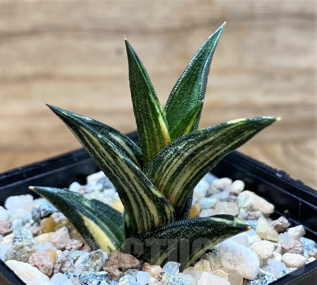 SH24615 Haworthia viscosa f. variegata