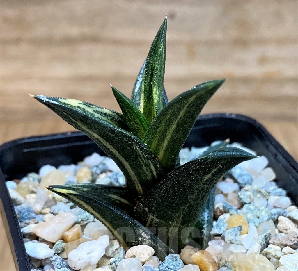 SH24615 Haworthia viscosa f. variegata - immagine 2