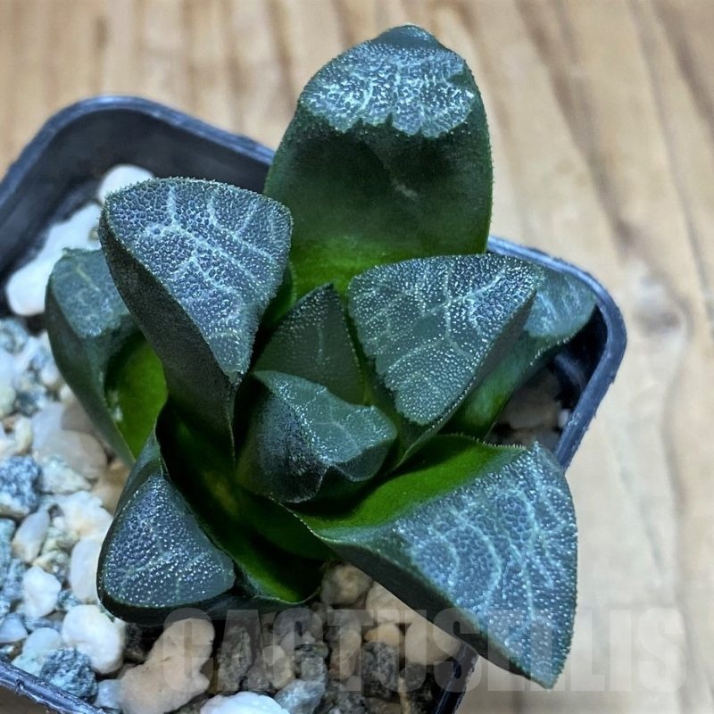 SH24616 Haworthia bayeri -Japan-