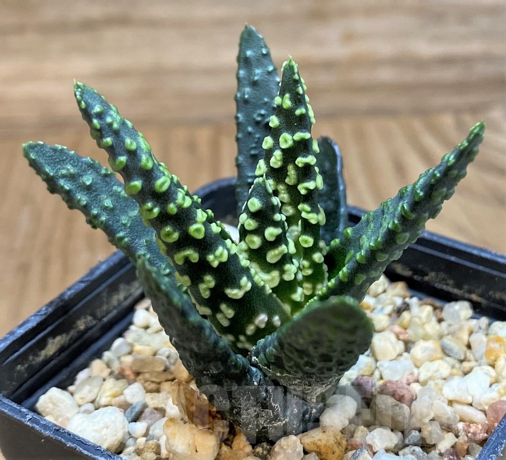 SH24617 Haworthia pumila 'Donut' – Bild 2