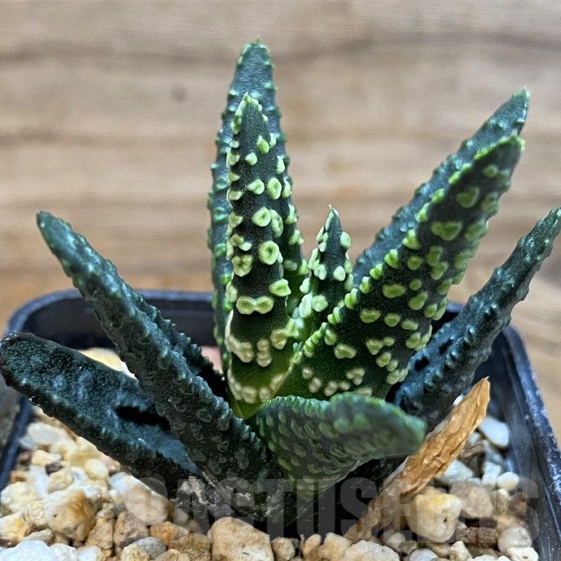 SH24617 Haworthia pumila 'Donut'