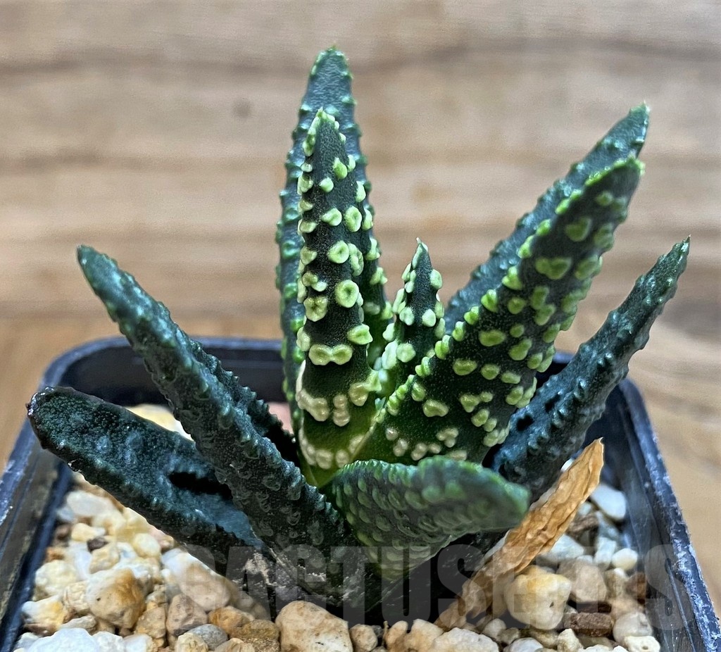 SH24617 Haworthia pumila 'Donut'