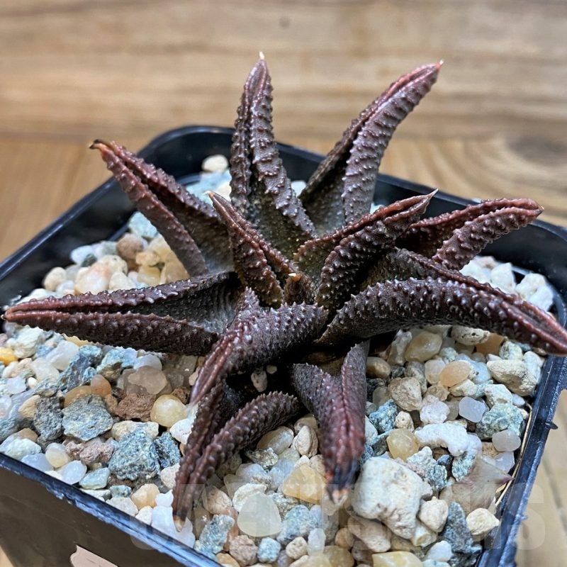 SH24618 Haworthia koelmaniorum