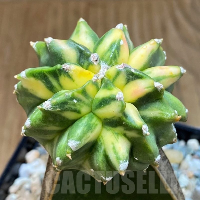 SH24619 Astrophytum myriostigma 'Kikko' f. variegata, grafted