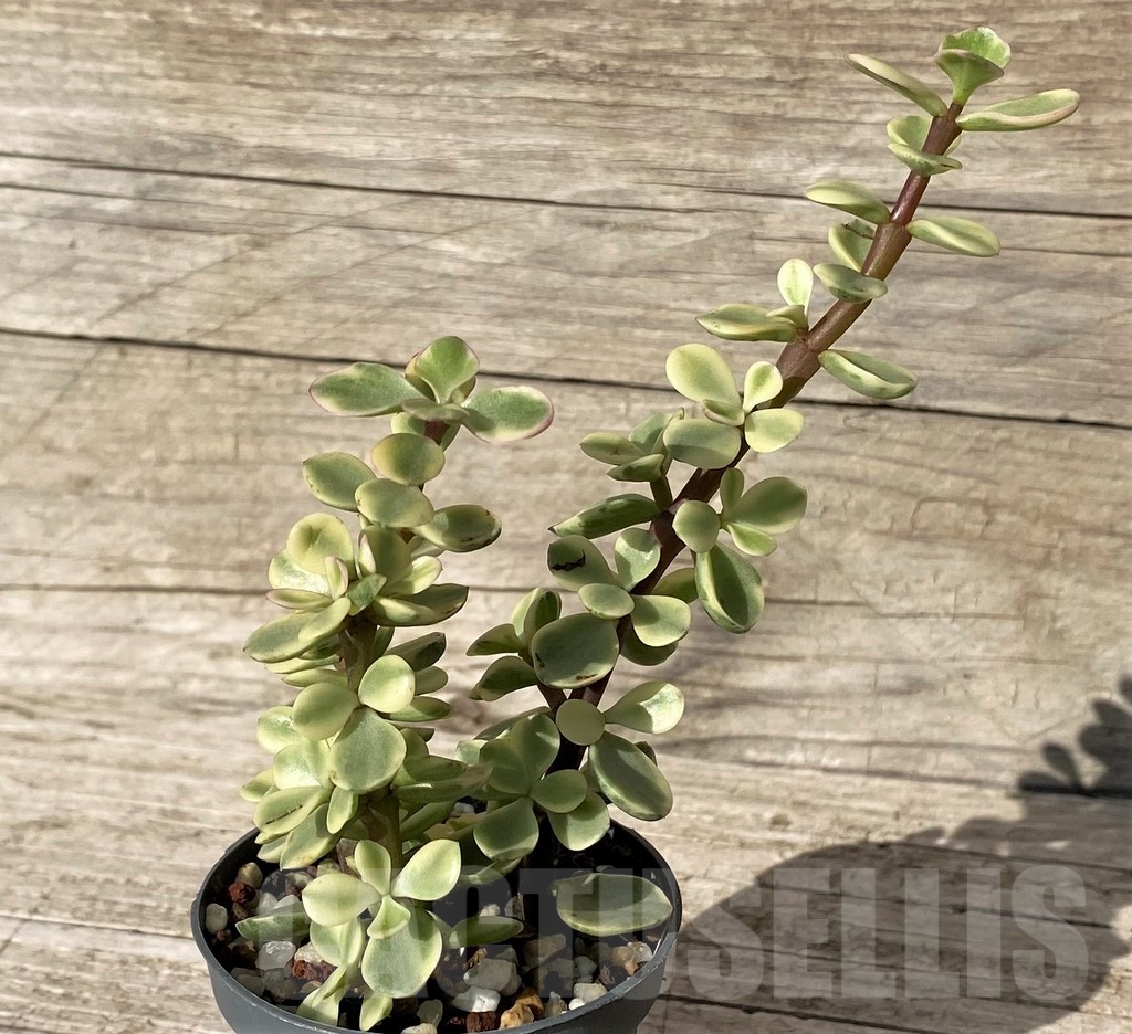 SHND24560 Portulacaria afra f. variegata - Obrázek 2