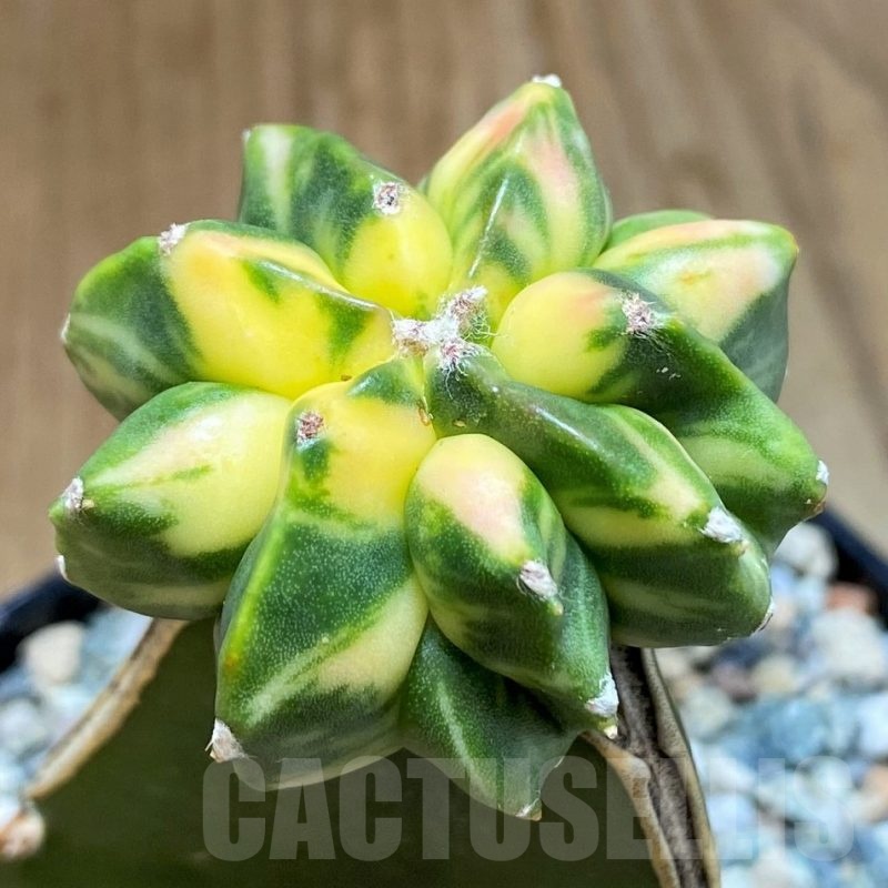 SH24620 Astrophytum myriostigma 'Kikko' f. variegata, grafted
