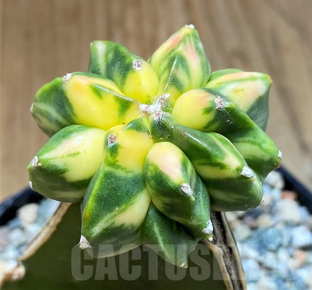 SH24620 Astrophytum myriostigma 'Kikko' f. variegata, grafted