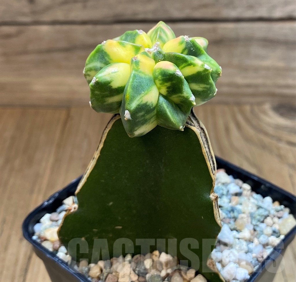 SH24620 Astrophytum myriostigma 'Kikko' f. variegata, grafted - immagine 2