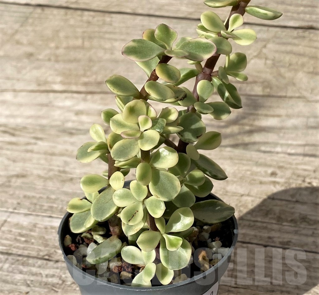 SHND24560 Portulacaria afra f. variegata