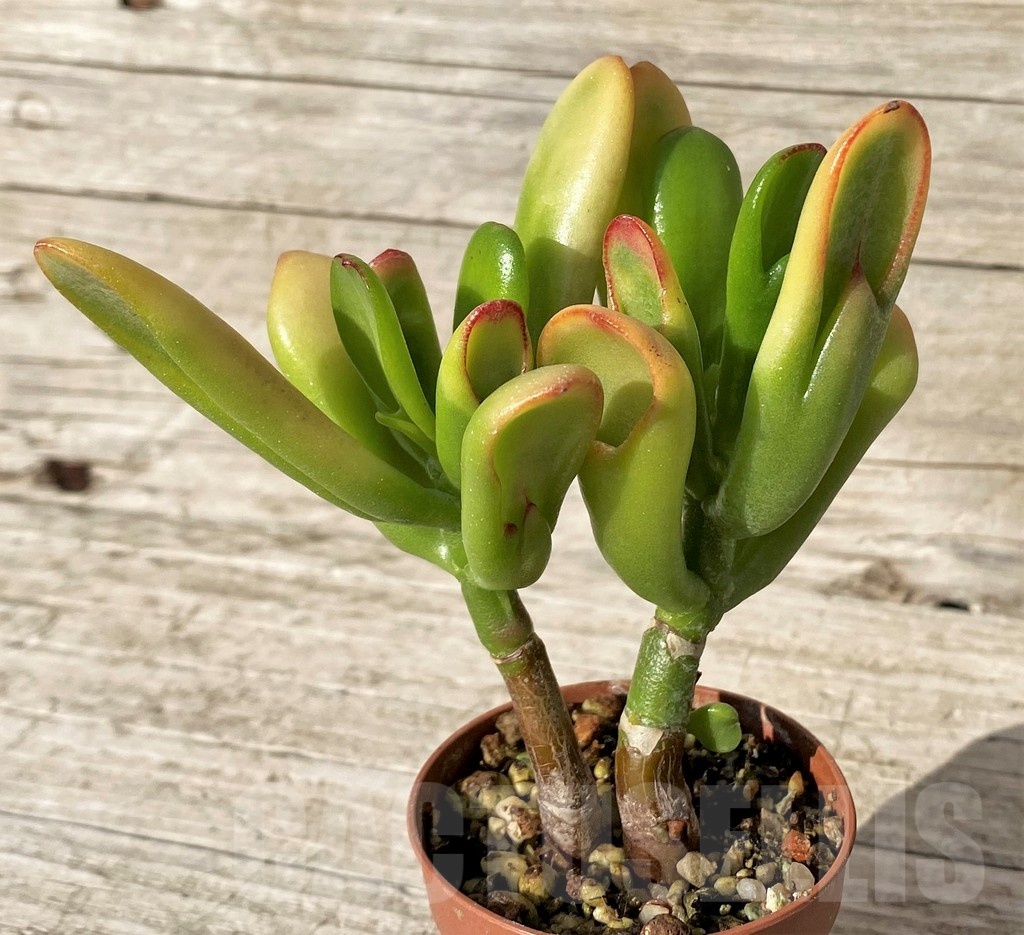 SH24563 Crassula ovata ‘Hobbit Sunset’ - Image 2