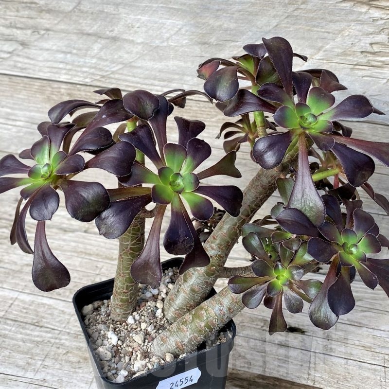 SH24554 Aeonium arboreum