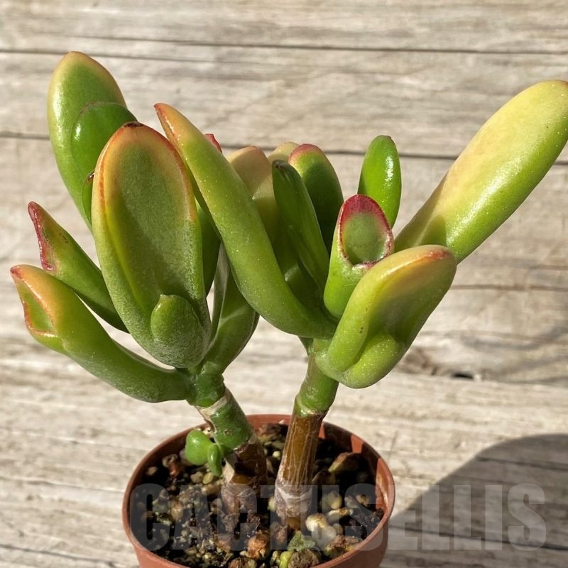 SH24563 Crassula ovata ‘Hobbit Sunset’