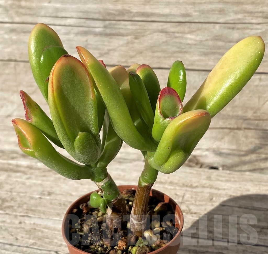 SH24563 Crassula ovata ‘Hobbit Sunset’