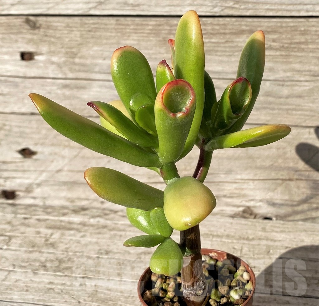 SH24564 Crassula ovata ‘Hobbit Sunset’