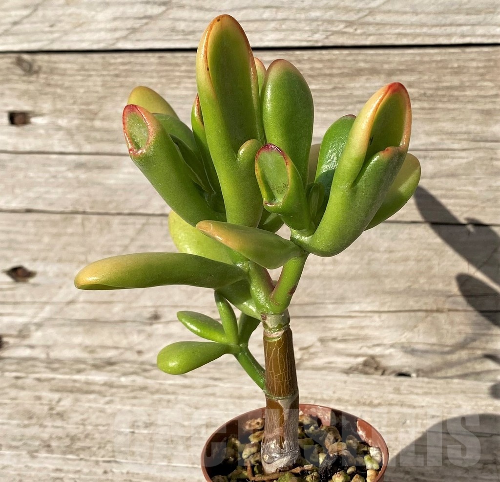 SH24564 Crassula ovata ‘Hobbit Sunset’ – Image 2