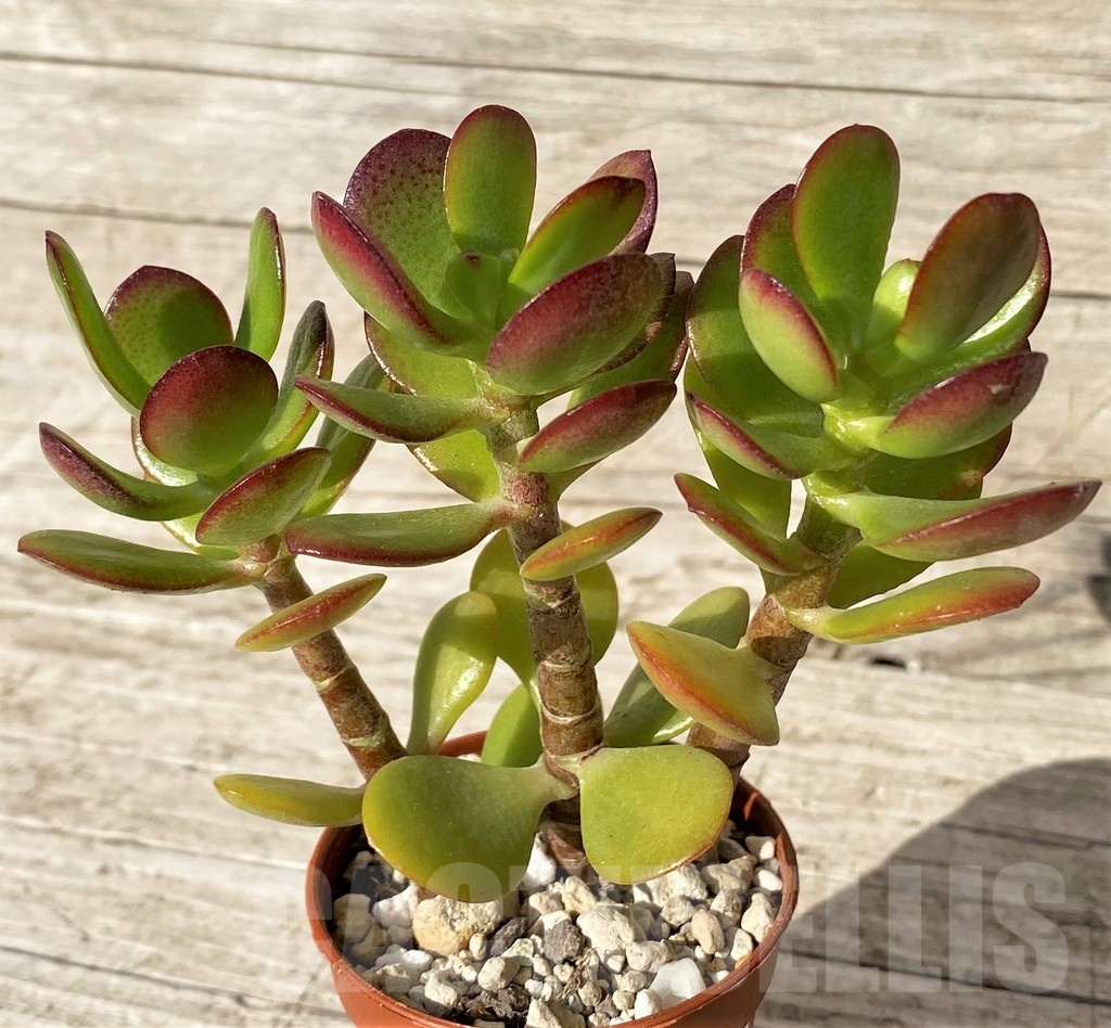 SH24565 Crassula ovata 'Minima' - Image 2