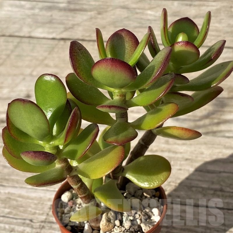 SH24565 Crassula ovata 'Minima'
