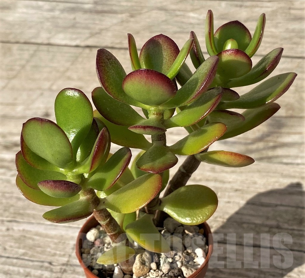 SH24565 Crassula ovata 'Minima'