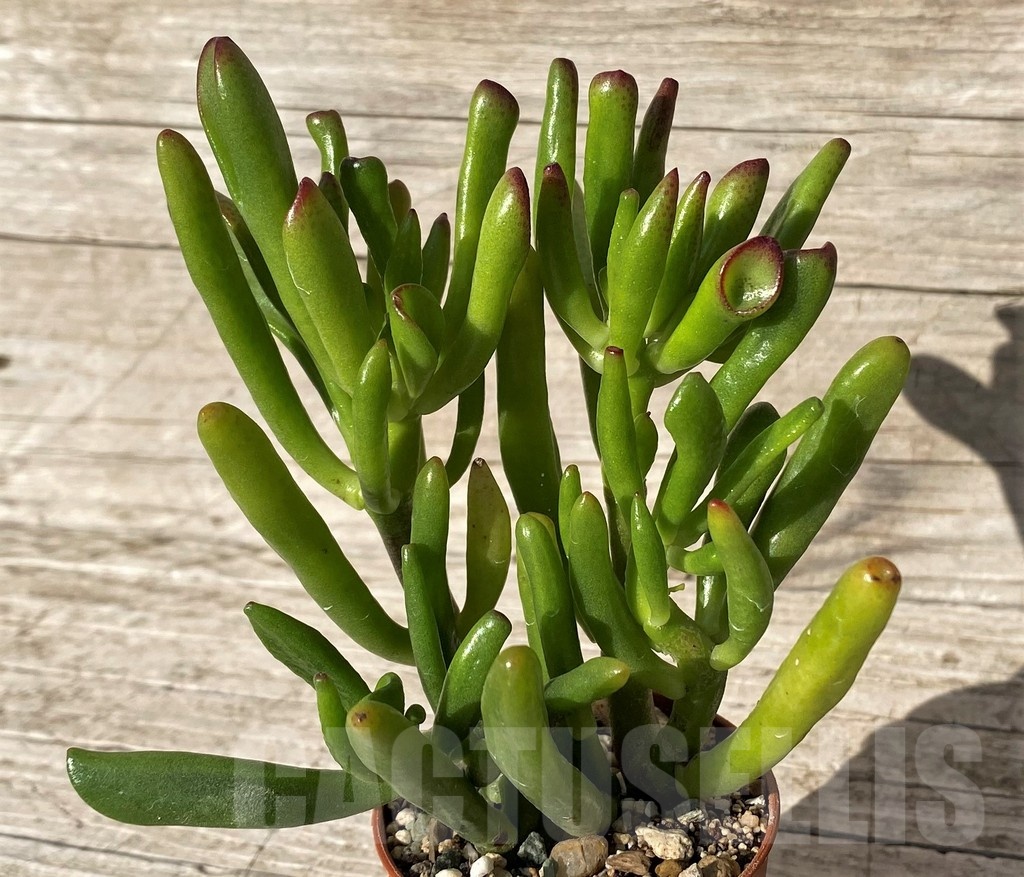 SH24566 Crassula ovata 'Hobbit' - Imagen 2