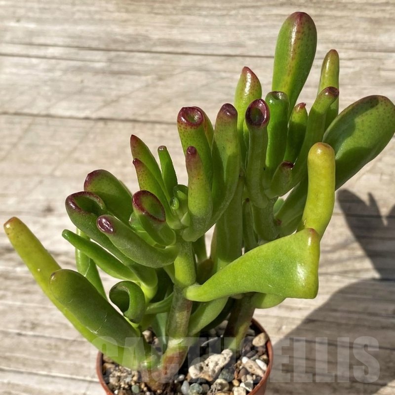 SH24566 Crassula ovata 'Hobbit'