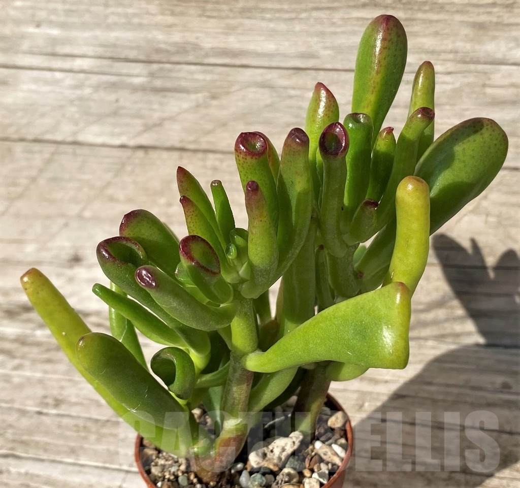 SH24566 Crassula ovata 'Hobbit'