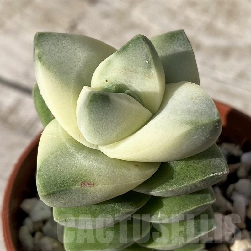 SH24567 Crassula 'Moonglow' f. variegata